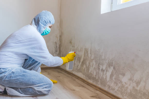 Licensed Mold Cleanup service in Rocky Mount, VA - WQB Mold Removal