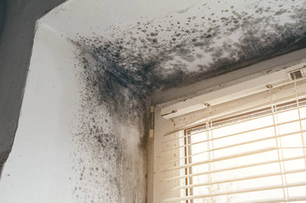 Affordable Mold Cleanup solutions in Rocky Mount, VA
