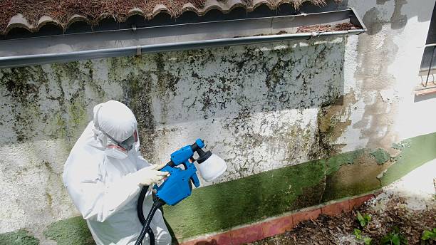 Top rated local Mold Cleanup specialists in Rocky Mount, VA